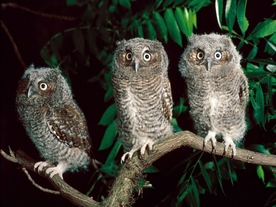 动物 宠物 狗 猫 生物世界