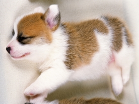 动物 宠物 狗 猫 生物世界