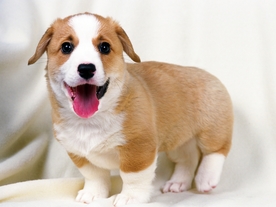 动物 宠物 狗 猫 生物世界