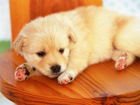 动物 宠物 狗 猫 生物世界