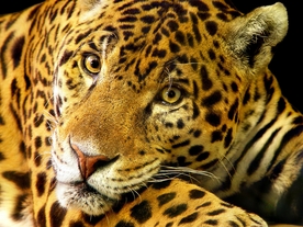 动物 宠物 狗 猫 生物世界