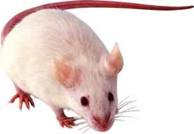 自然风景树林摄影图