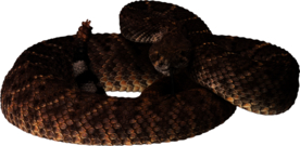 自然动物蛇图案