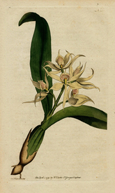 欧式复古色调花朵植物