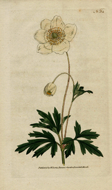 欧式复古色调花朵植物