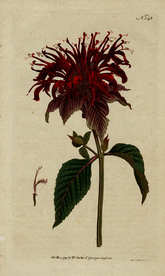 欧式复古色调花朵植物