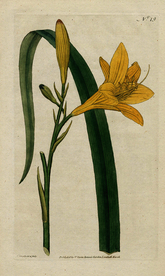 欧式复古色调花朵植物