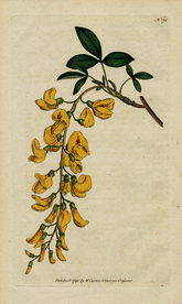 欧式复古色调花朵植物