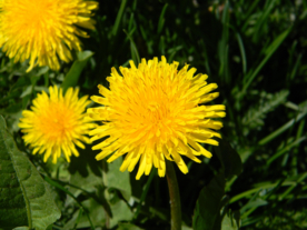 蒲公英