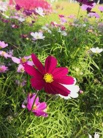格桑花