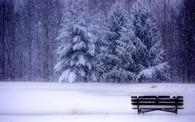 自然风景树林摄影图