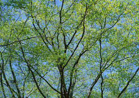 自然风景树林摄影图