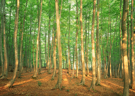 自然风景树林摄影图