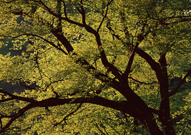 自然风景树林摄影图