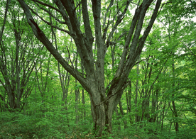 自然风景树林摄影图