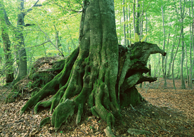 自然风景树林摄影图