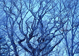 自然风景树林摄影图