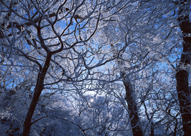 自然风景树林摄影图