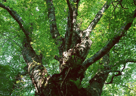 自然风景树林摄影图