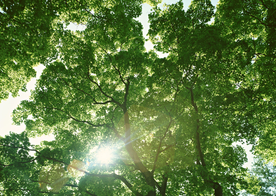 自然风景树林摄影图