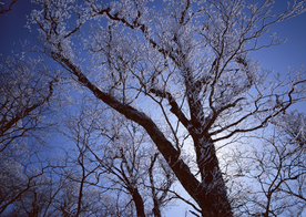 自然风景树林摄影图