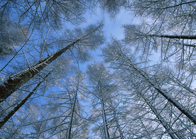 自然风景树林摄影图