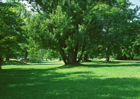 自然风景树林摄影图