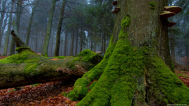 自然风景树林摄影图