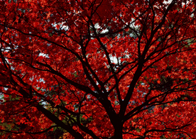 自然风景树林摄影图