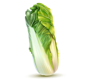 手绘白菜