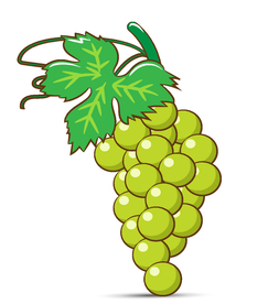 手绘葡萄