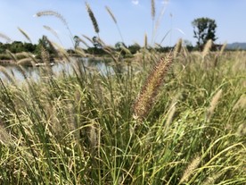 良渚遗址公园 湿地景观