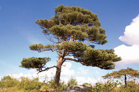 松树