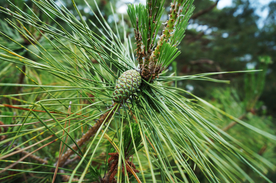 松树