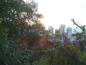 森林中远眺高楼