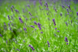 薰衣草