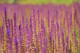 薰衣草