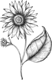 向日葵素描