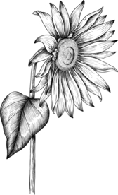 向日葵素描