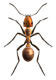 蚂蚁动物标志图标图形素材