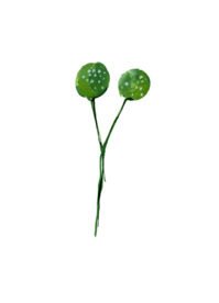 水粉花卉素材花型