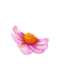 水粉花卉素材花型