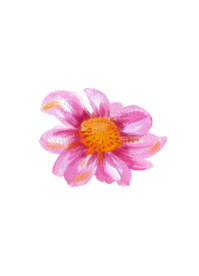 水粉花卉素材花型