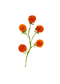 水粉花卉素材花型