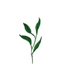 水粉花卉素材花型