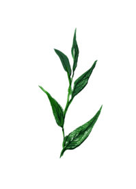 水粉花卉素材花型