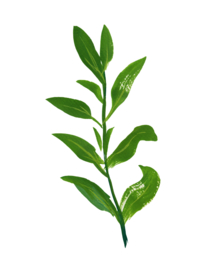 水粉花卉素材花型