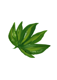 水粉花卉素材花型