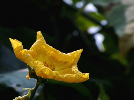 丝瓜花