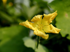 丝瓜花